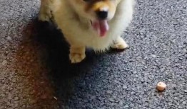 大狗最新爆料图片高清壁纸,高清壁纸中的视觉盛宴